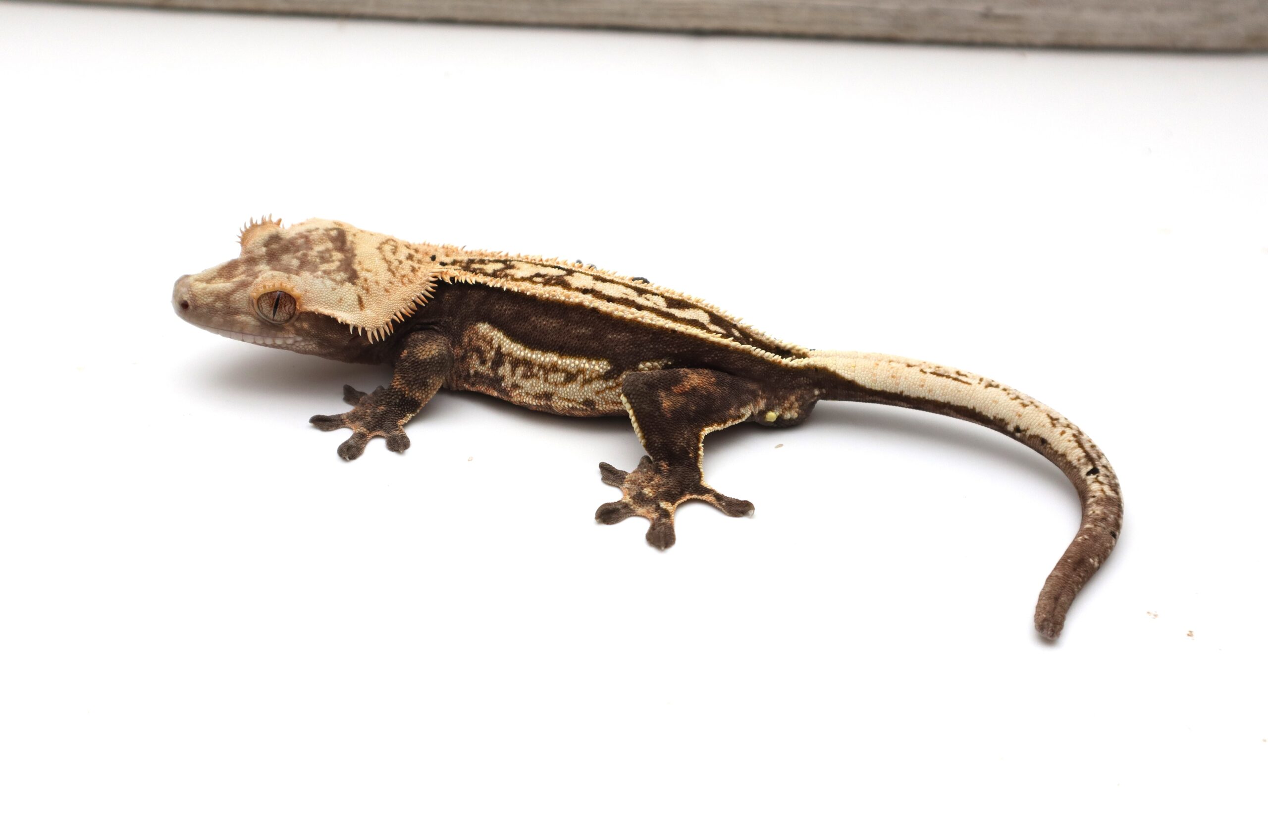 Crowned Pinstripe Empty Back White Wall Soft Scale (Adult Male)