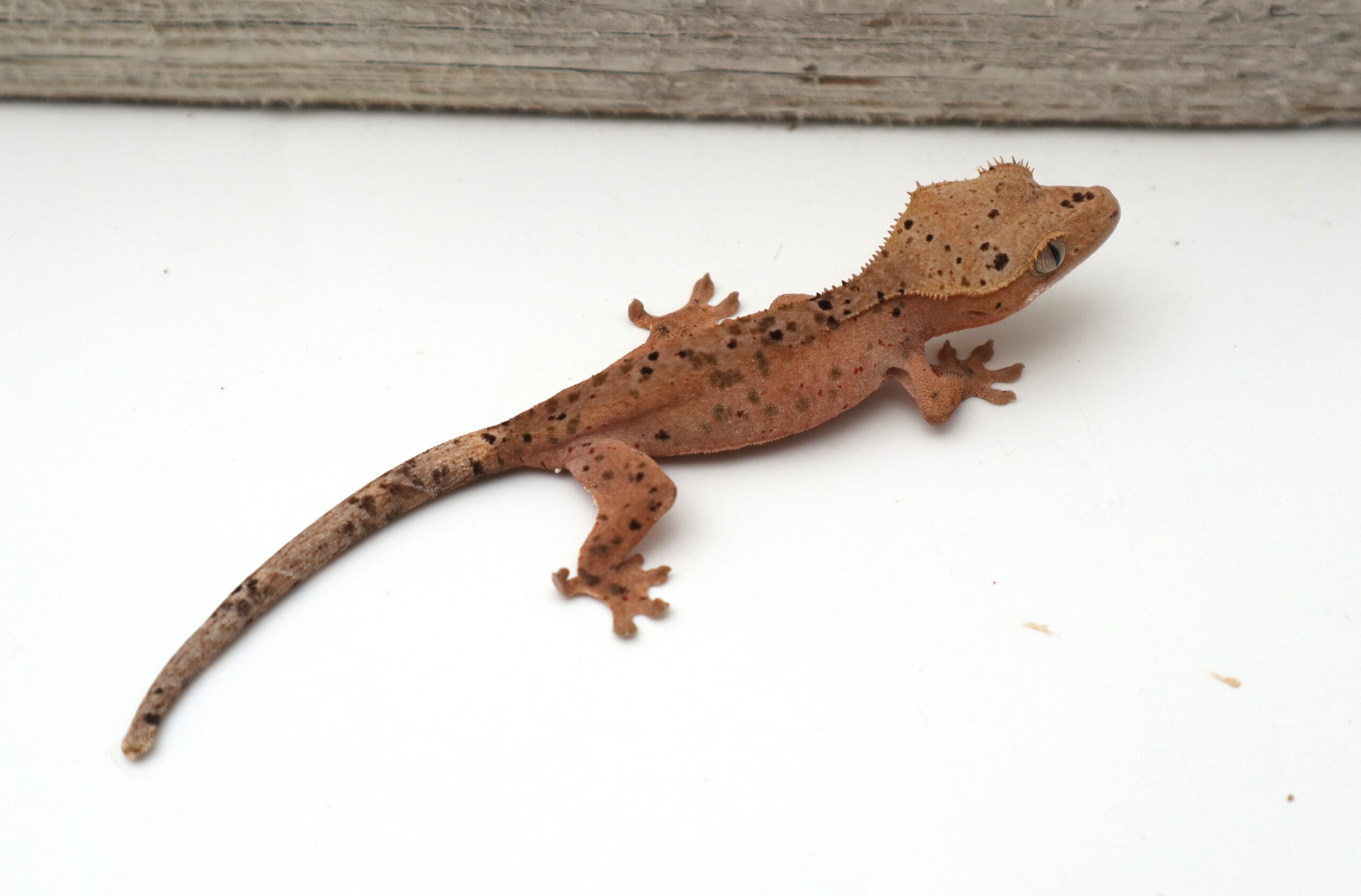 Red Super Dalmatian (Probable Female)