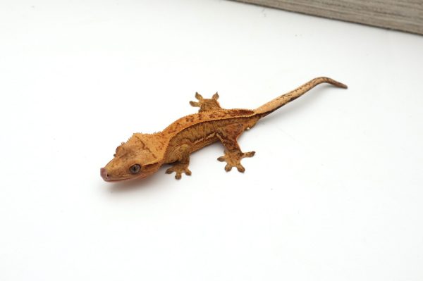 Citrus Phantom (Male)