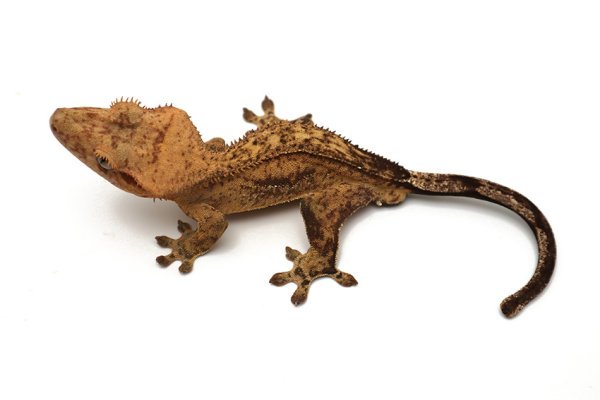 Dark Yellow Phantom Pinstripe (Male)