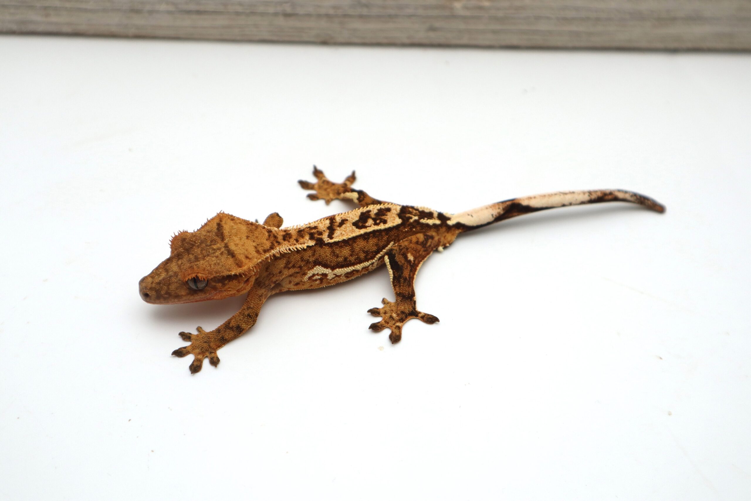 Tangerine Pinstripe White Out (Male)