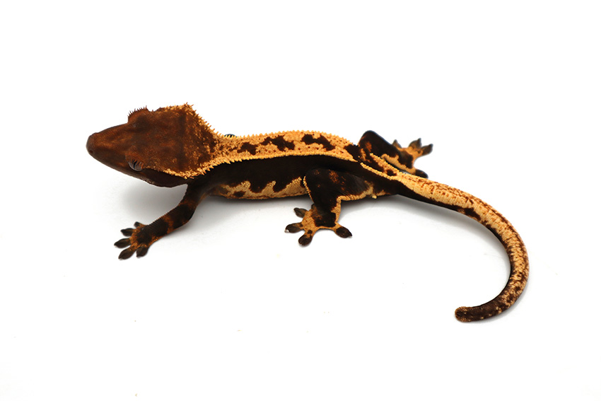 Black Tangerine Pinstripe Empty Back White Out Soft Scale (Female)