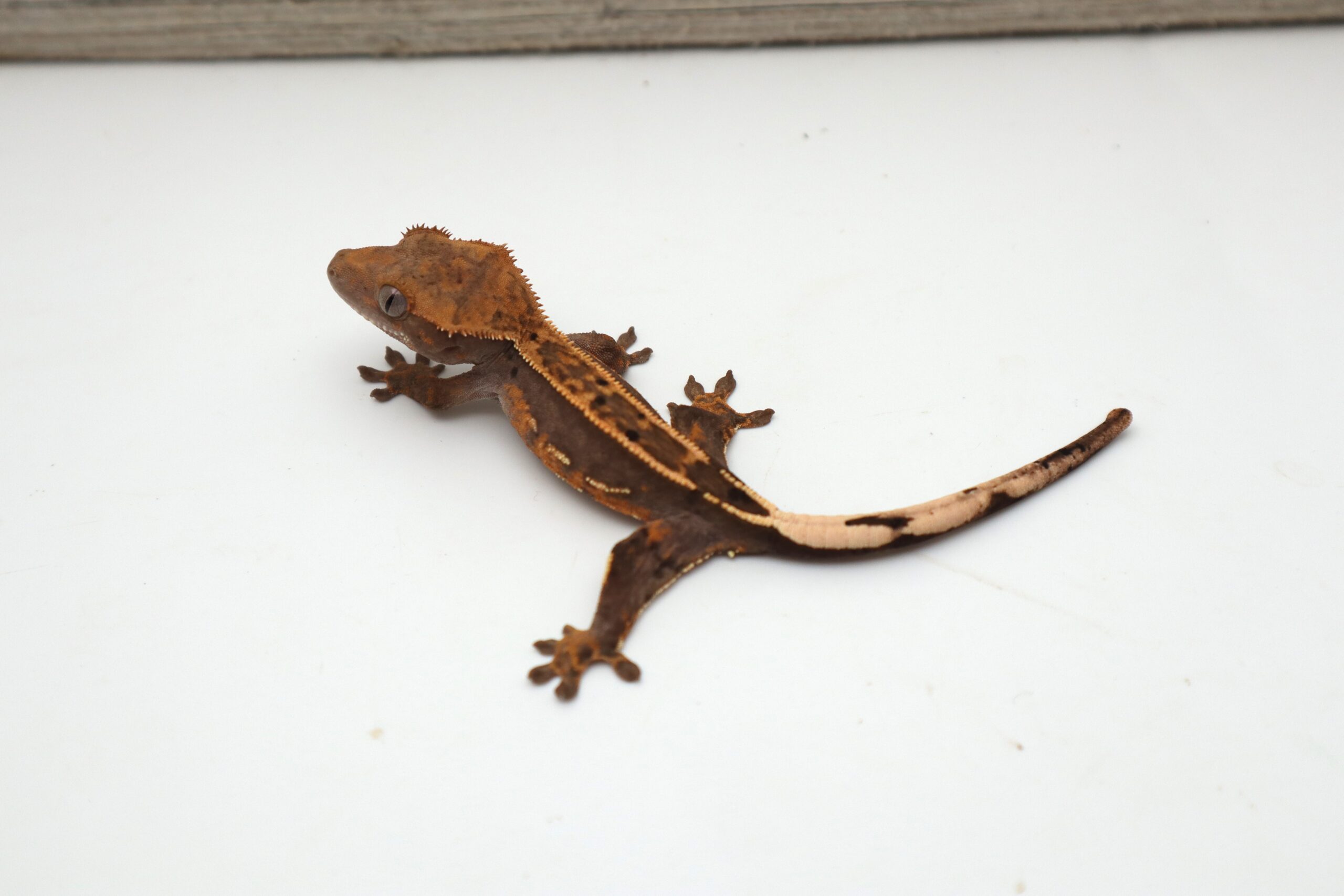 Dark Empty Back Soft Scale (Probable Female)