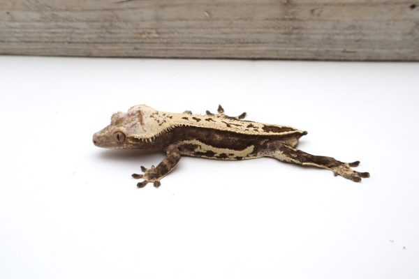 Cream Pinstripe White Wall Soft Scale (Adult Male)