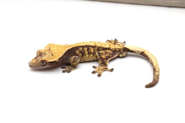Lavender Harlequin Soft Scale (Adult Male)