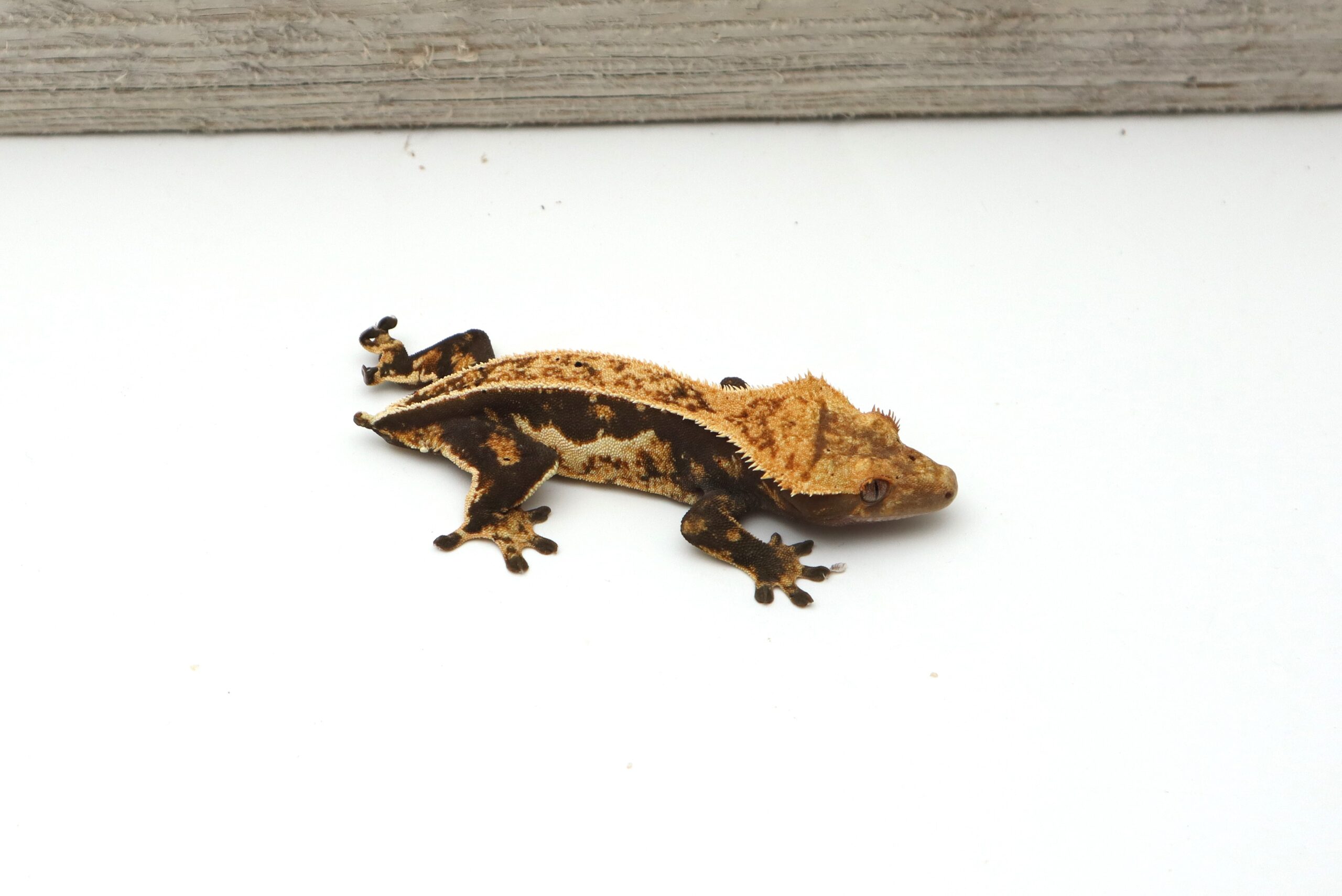 Creamy Pinstripe White Out (Female)