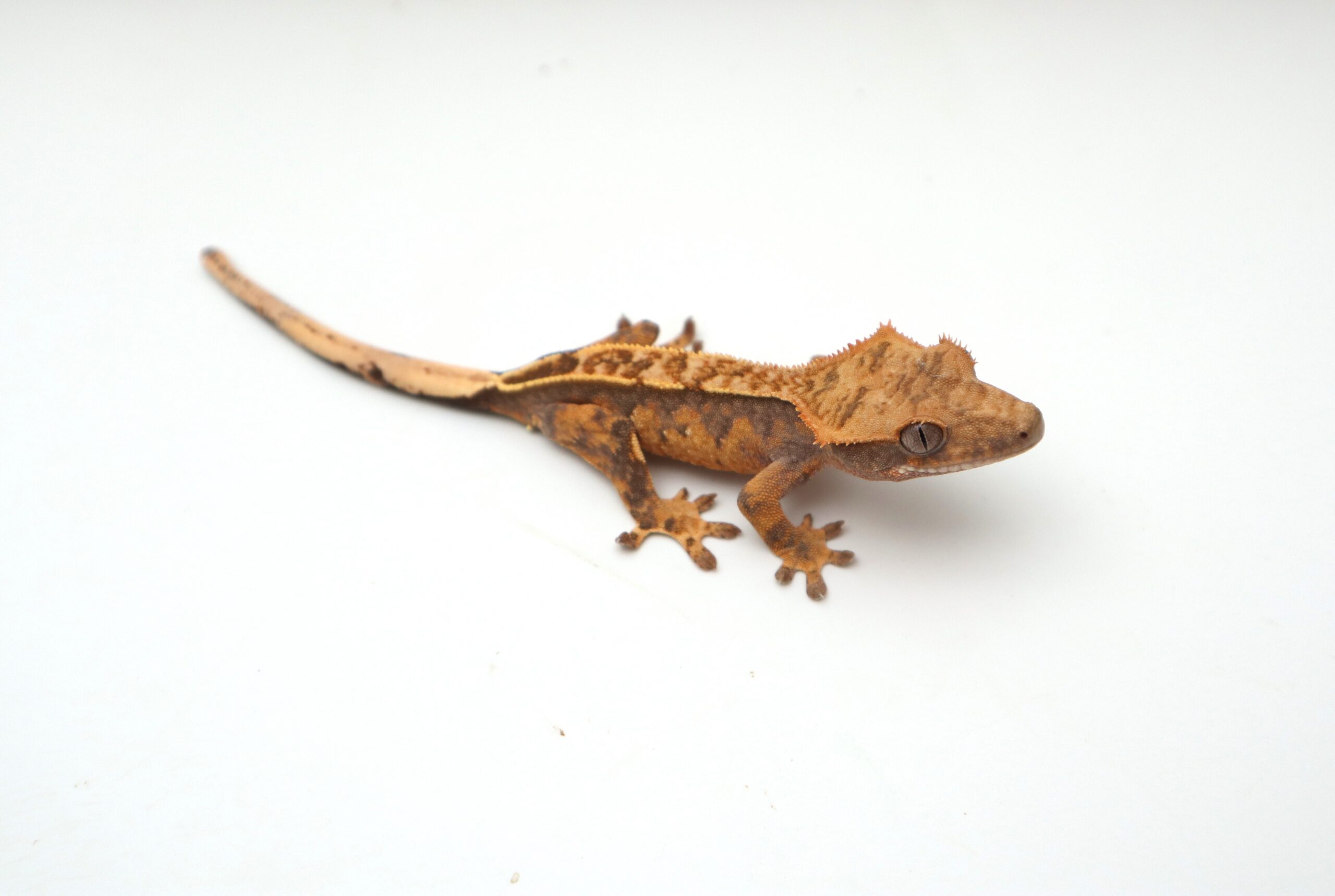 Lavender Tangerine Harlequin Pin (Probable Male)