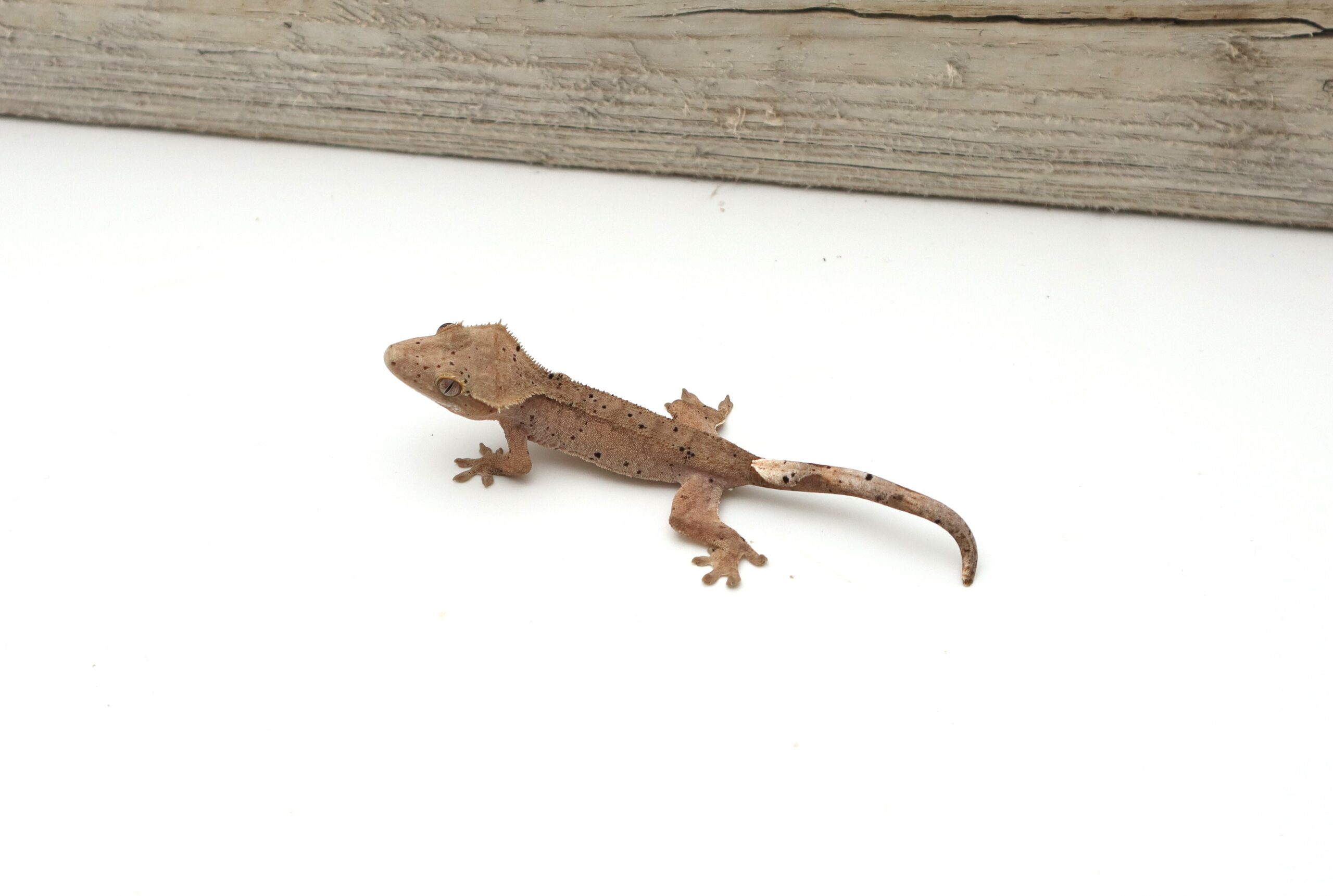 Red Super Dalmatian (Probable Female)