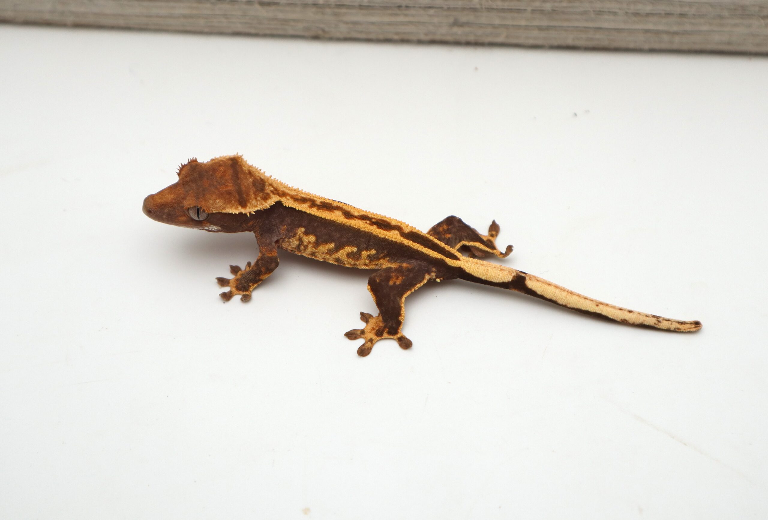 Empty Back White Out Soft Scale (Probable Female)