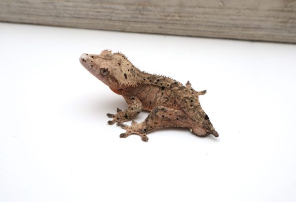 Funky Tiger Dalmatian (Adult Male)