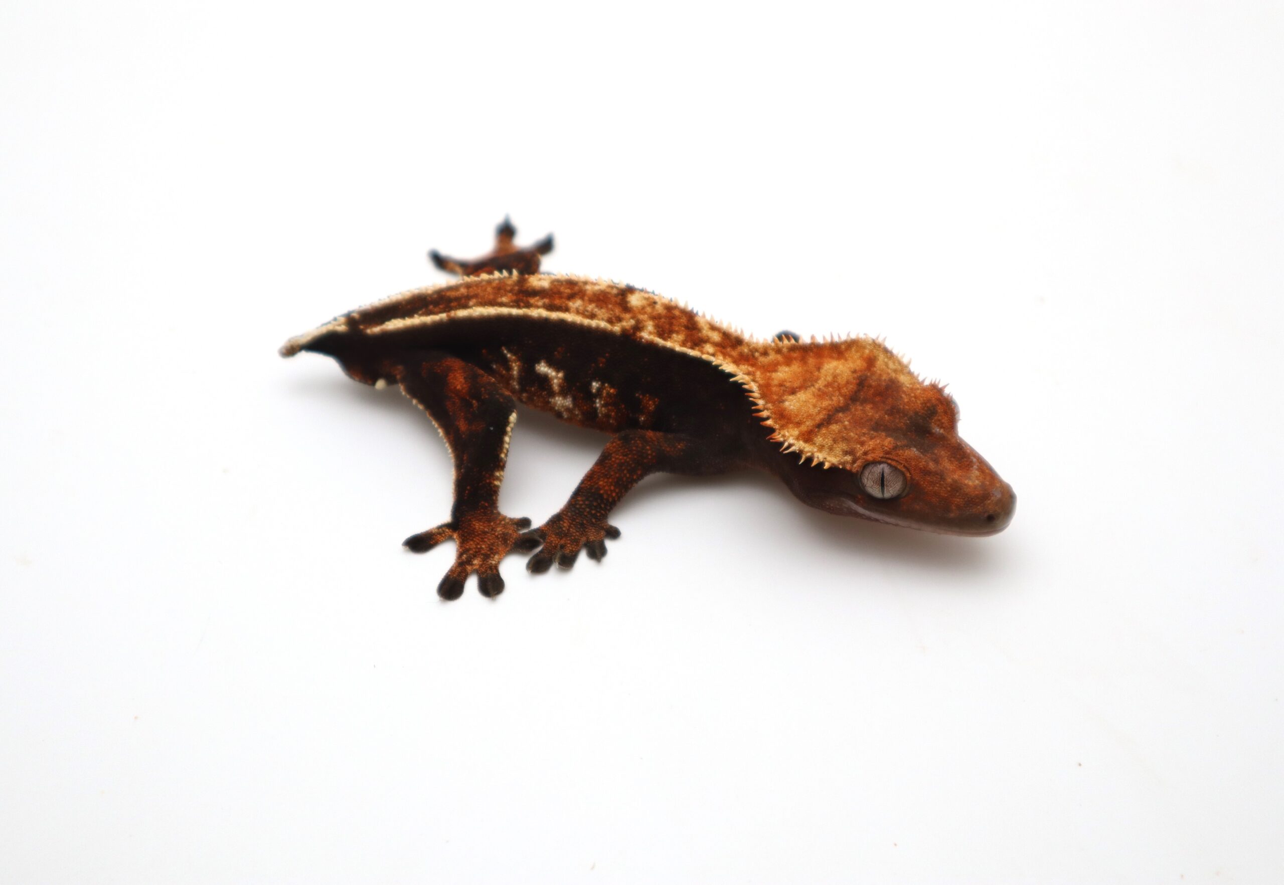 Black Base Pinstripe (Male)