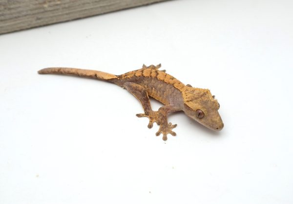 Lavender Harlequin (Male)