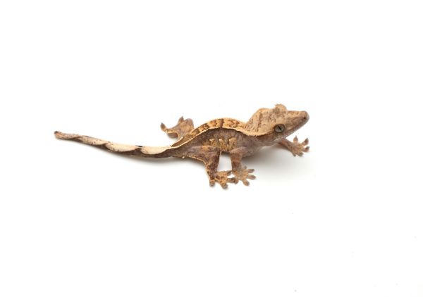 Lavender & Cream Pinstripe White Out Soft Scale (Probable Male)