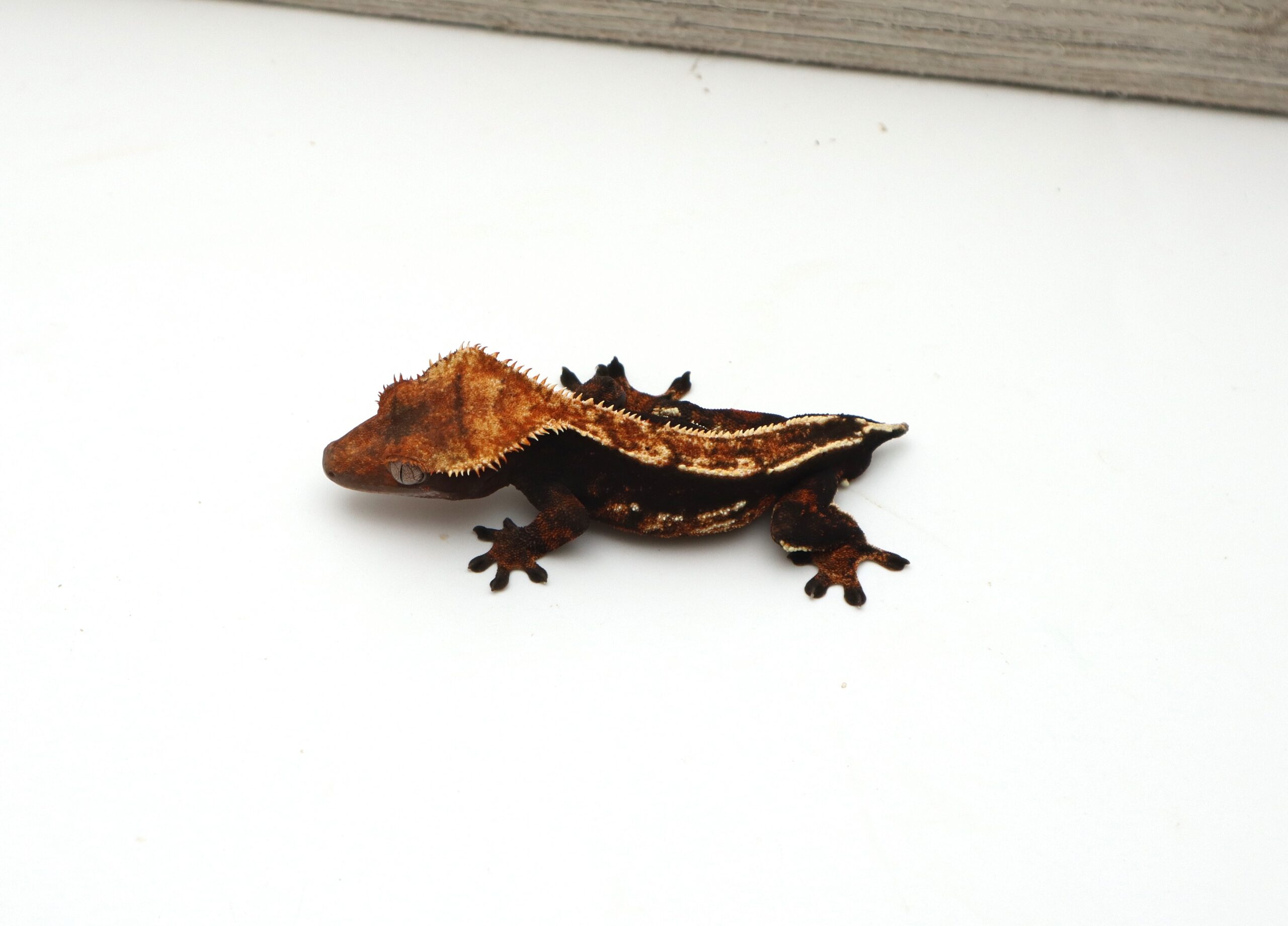 Black Base Tangerine Pinstripe (Male)