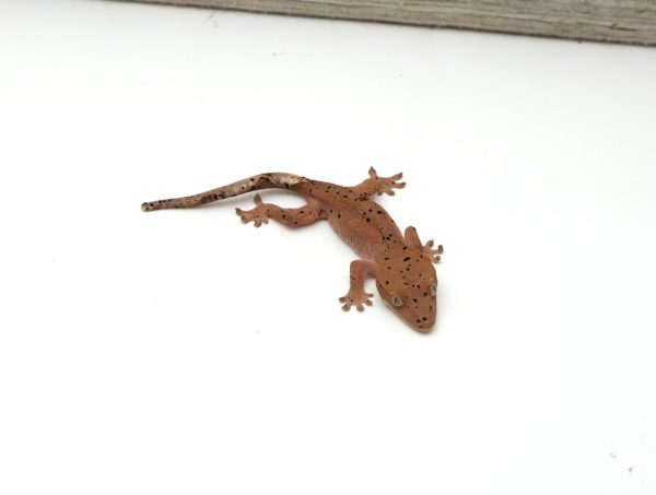 Red Ink Spot Dalmatian (Probable Female)