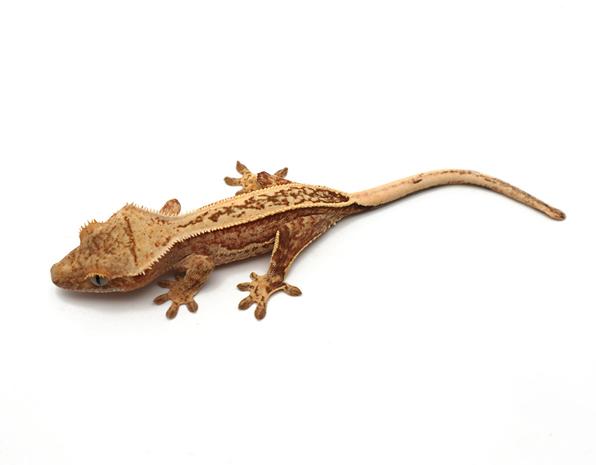 Citrus Pinstripe White Wall Soft Scale (Female)