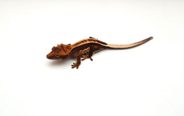 Green Empty Back (Probable Male)