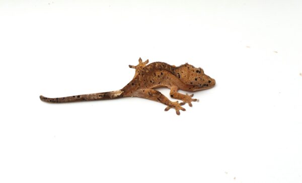 Ink Spot Super Dalmatian (Probable Female)