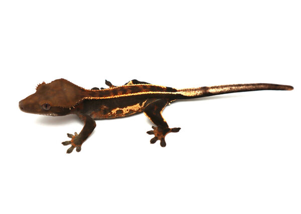 Black Base Pinstripe Super Empty Back White Out Soft Scale (Male)