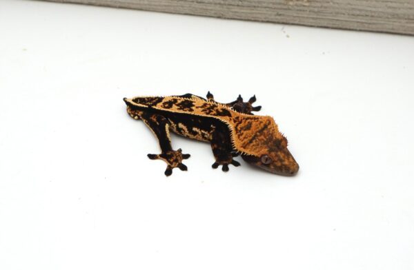 Black Base Pinstripe White Out Poss het EB (Male)