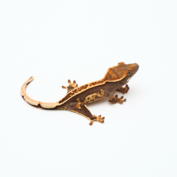 Hypo Tangerine Empty Back White Out (Probable Female)