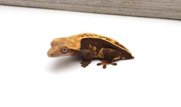 Blue Eyed Pinstripe White Out Soft Scale (Adult Female)