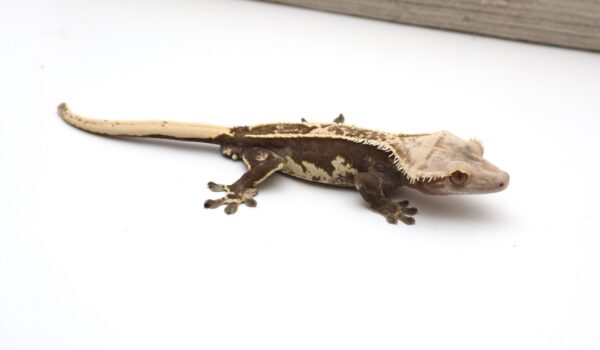 Crowned Pinstripe Empty Back White Out Poss. Super Soft (Adult Male)