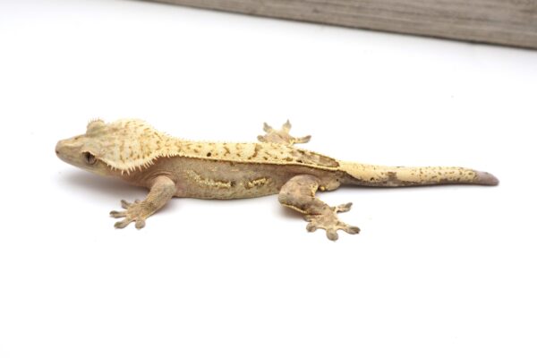 Crowned Yellow Pinstripe Empty Back White Out Soft Scale (Adult Male)