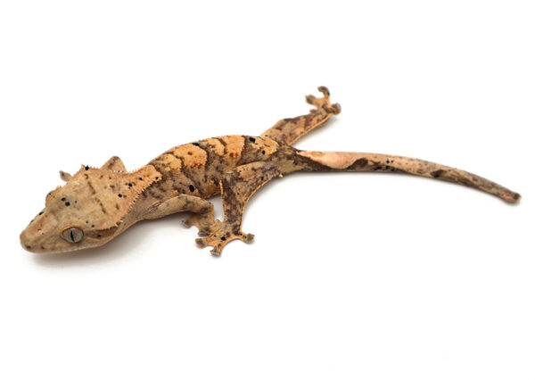 Hypo Tangerine Tiger Dalmatian (Male)