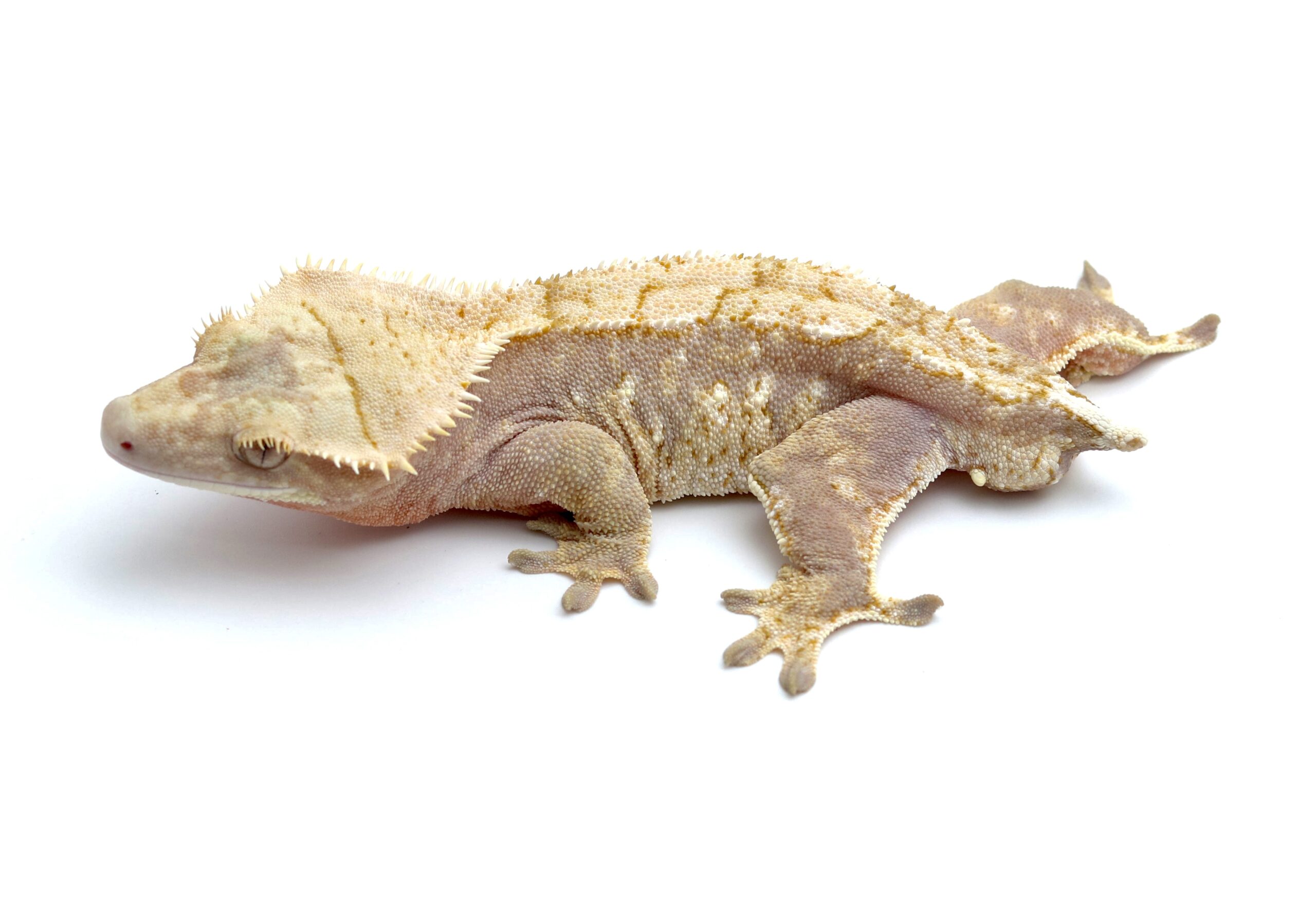 Hypo Red Harlequin (Adult Male)