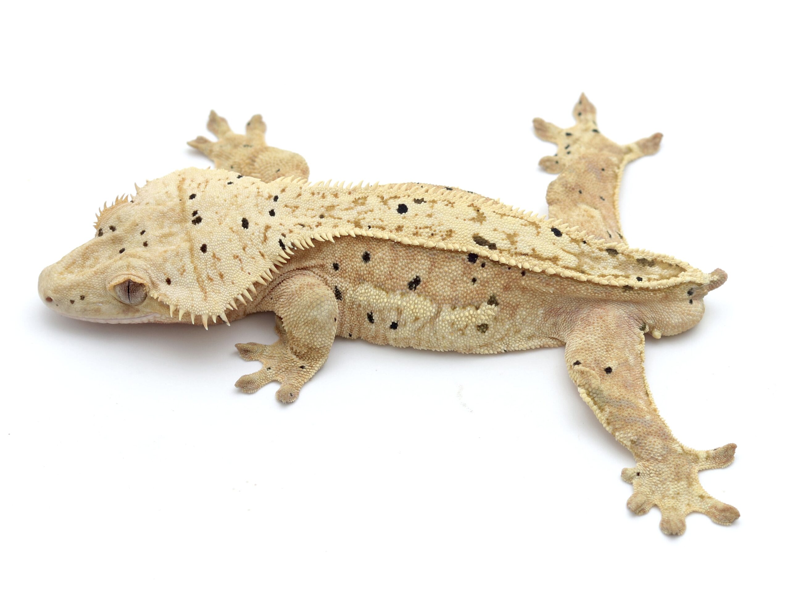 Hypo Yellow Pinstripe White Wall (Adult Male)