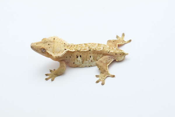 Citrus Harlequin Soft Scale (Adult Male)