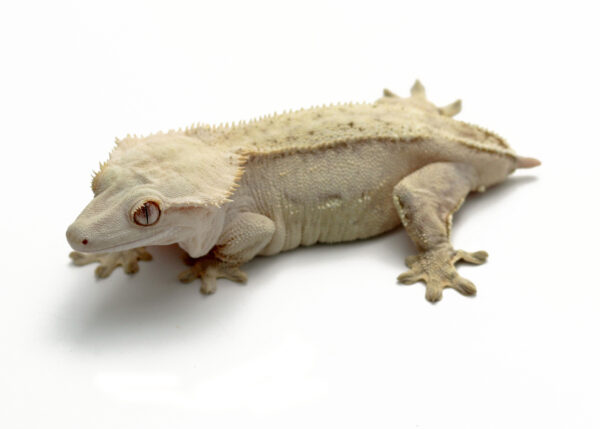 Hypo Yellow Phantom Soft Scale (Adult Female)