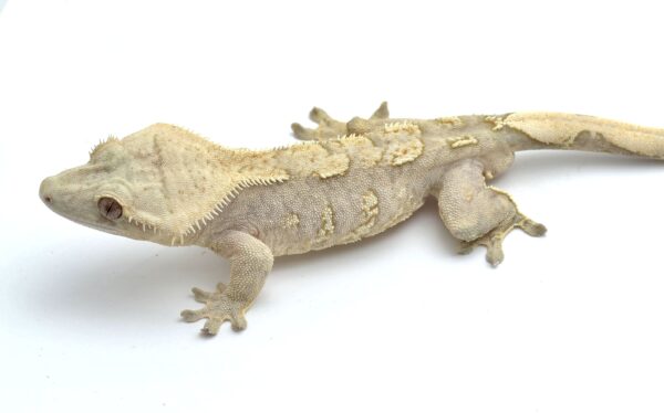 Yellow Flame Soft Scale (Adult Male)