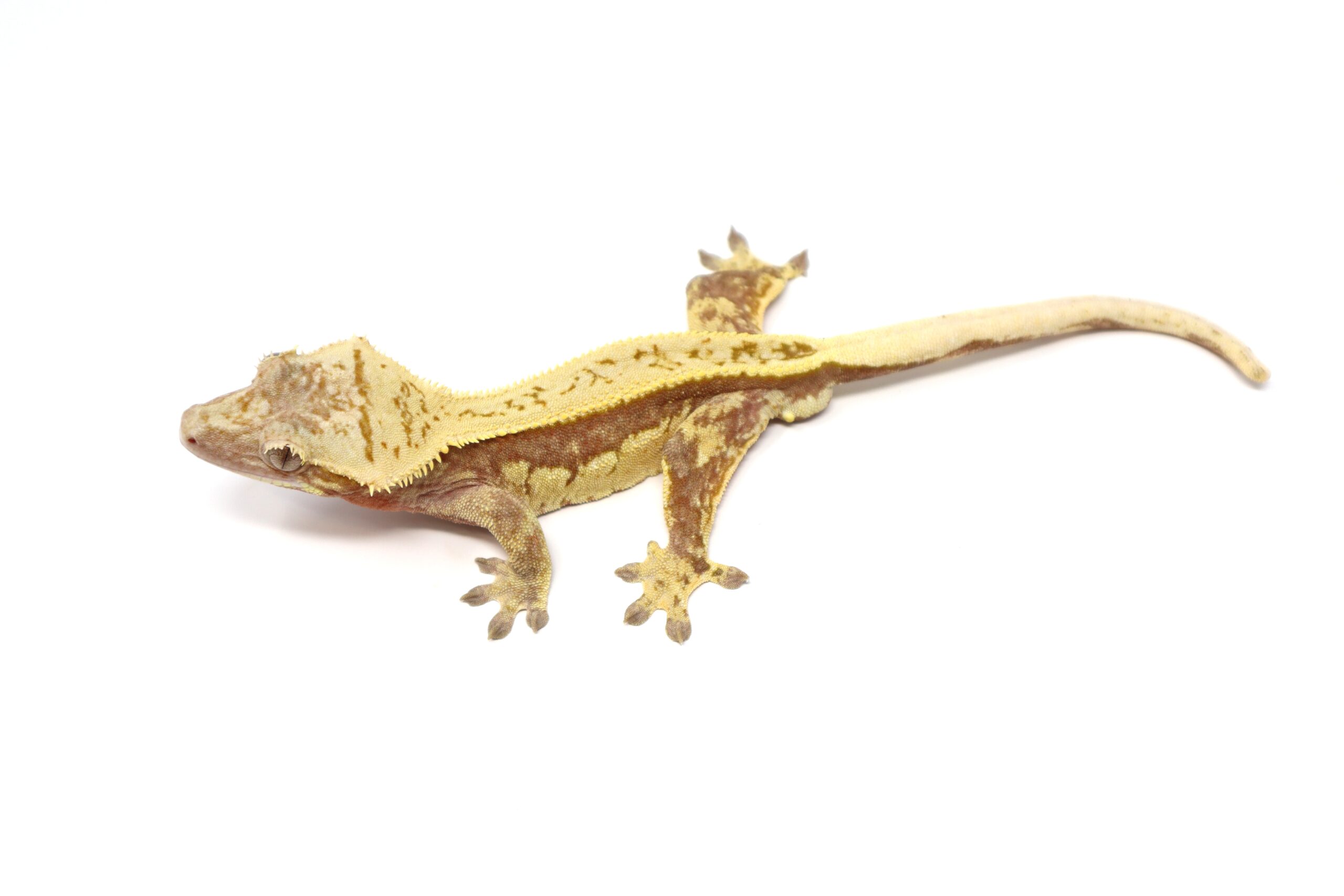 Hypo Red Pinstripe White Wall Soft Scale (Adult Male)