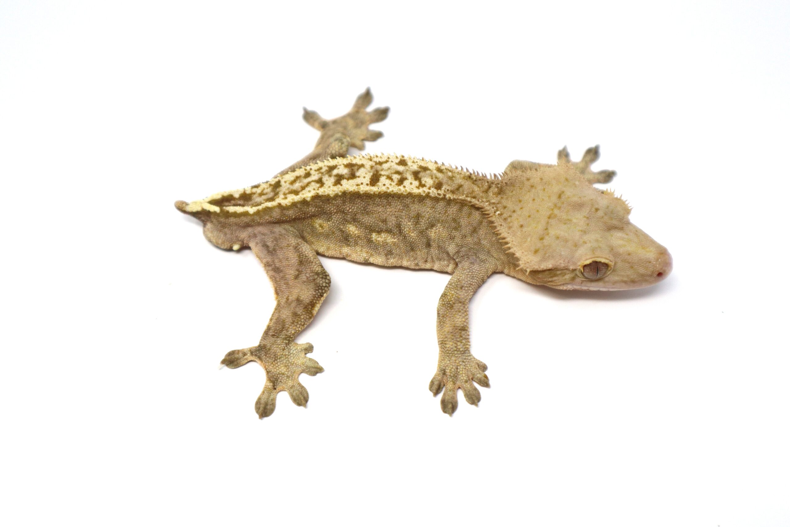 Weirdo Phantom (Adult Male)