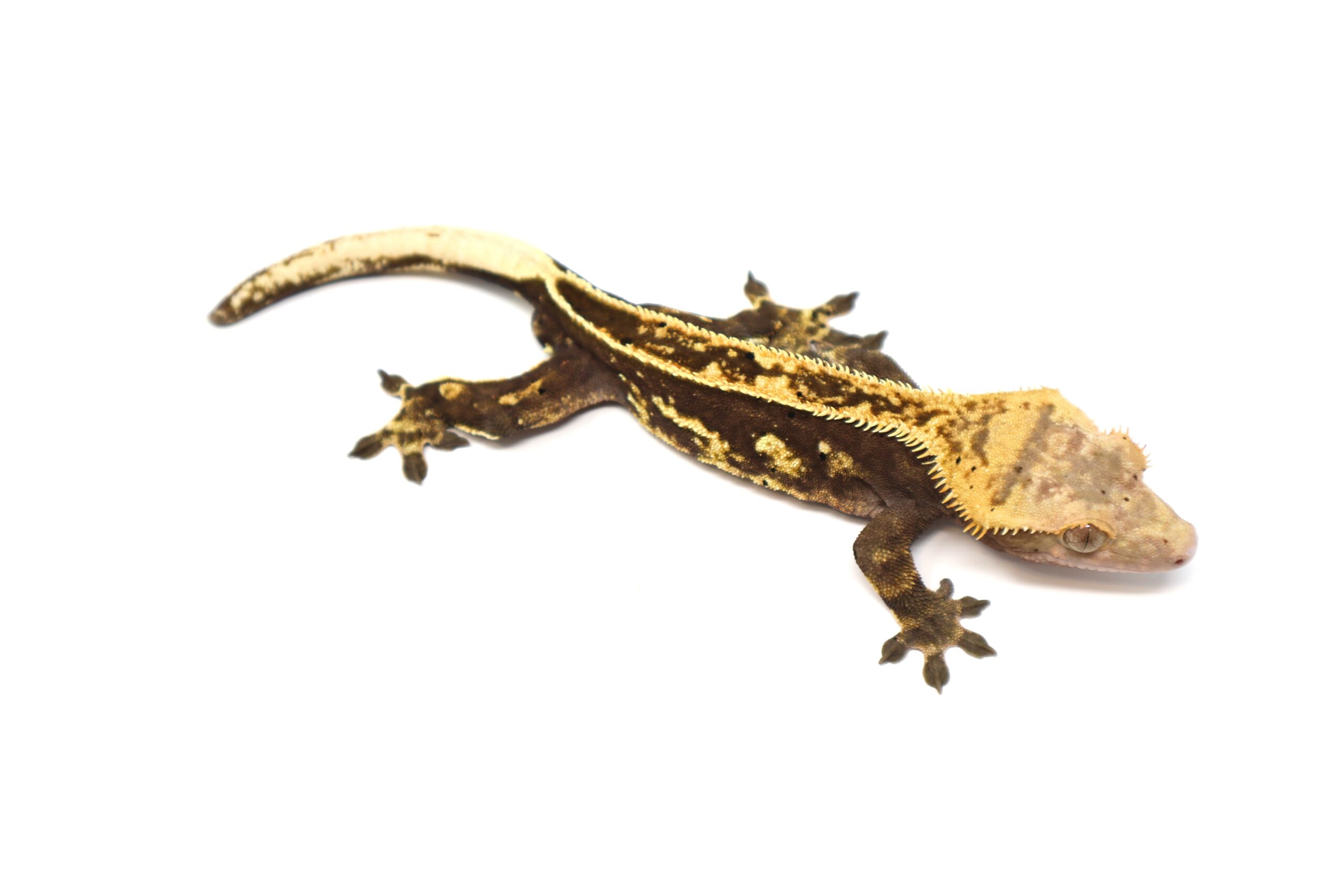 Black Empty Back Pinstripe (Adult Male)