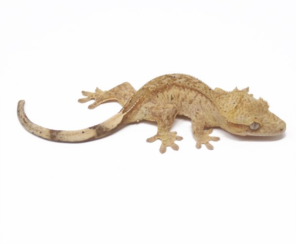 Yellow Static Phantom (Male)