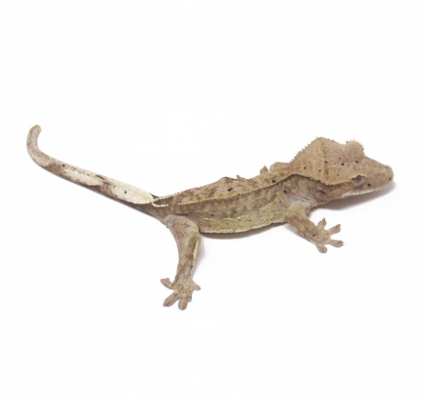 Charcoal Phantom (Male)