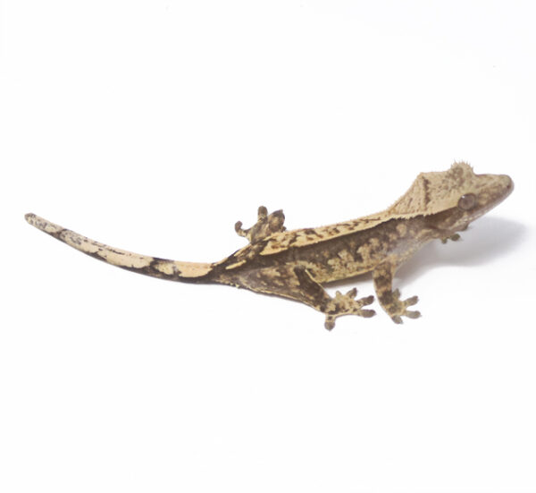 Harlequin Pin (Male)
