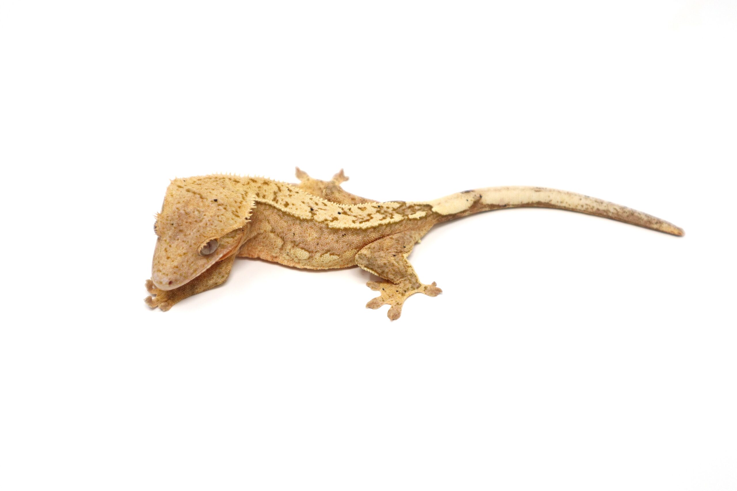 Yellow Pinstripe (Female)