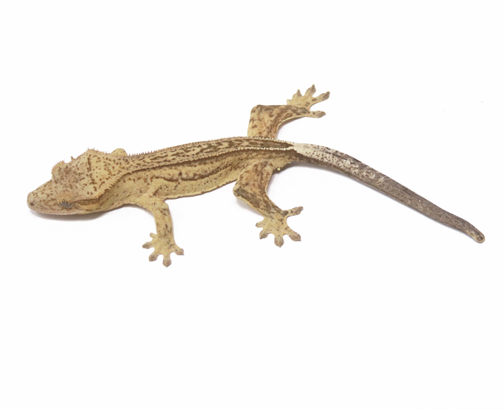 Phantom Pin Empty Back (Male)