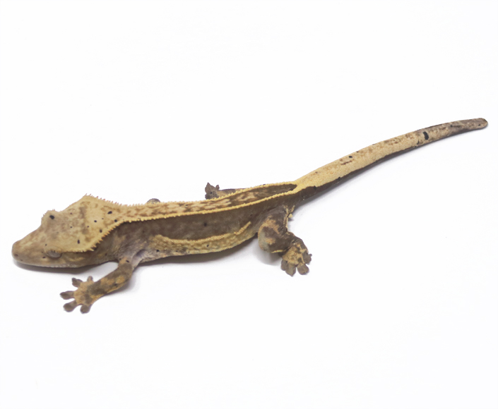 Lavender Pin Empty Back (Male)