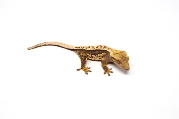 Lavender Tangerine Pinstripe White Out Soft Scale (Female)
