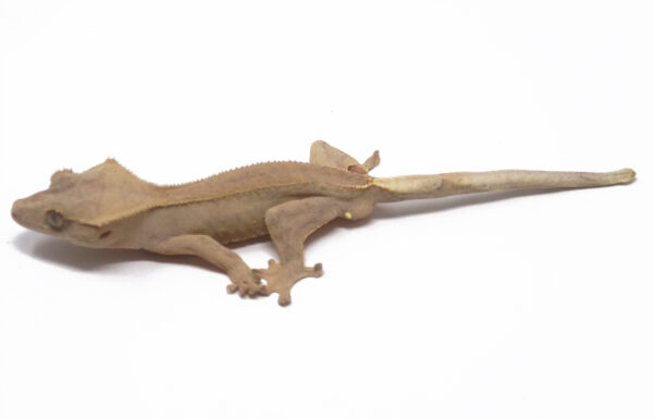 Pink Phantom (Male)