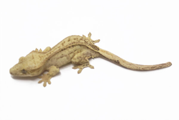 Hypo Yellow Phantom Pin Super Soft Scale (Male)