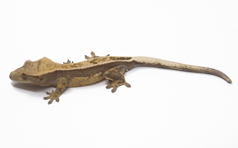 Lavender Empty Back White Wall (Male)