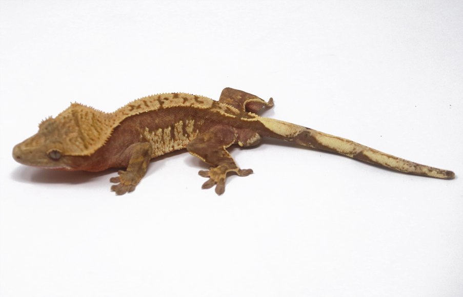 Pink Harlequin Pin (Male)