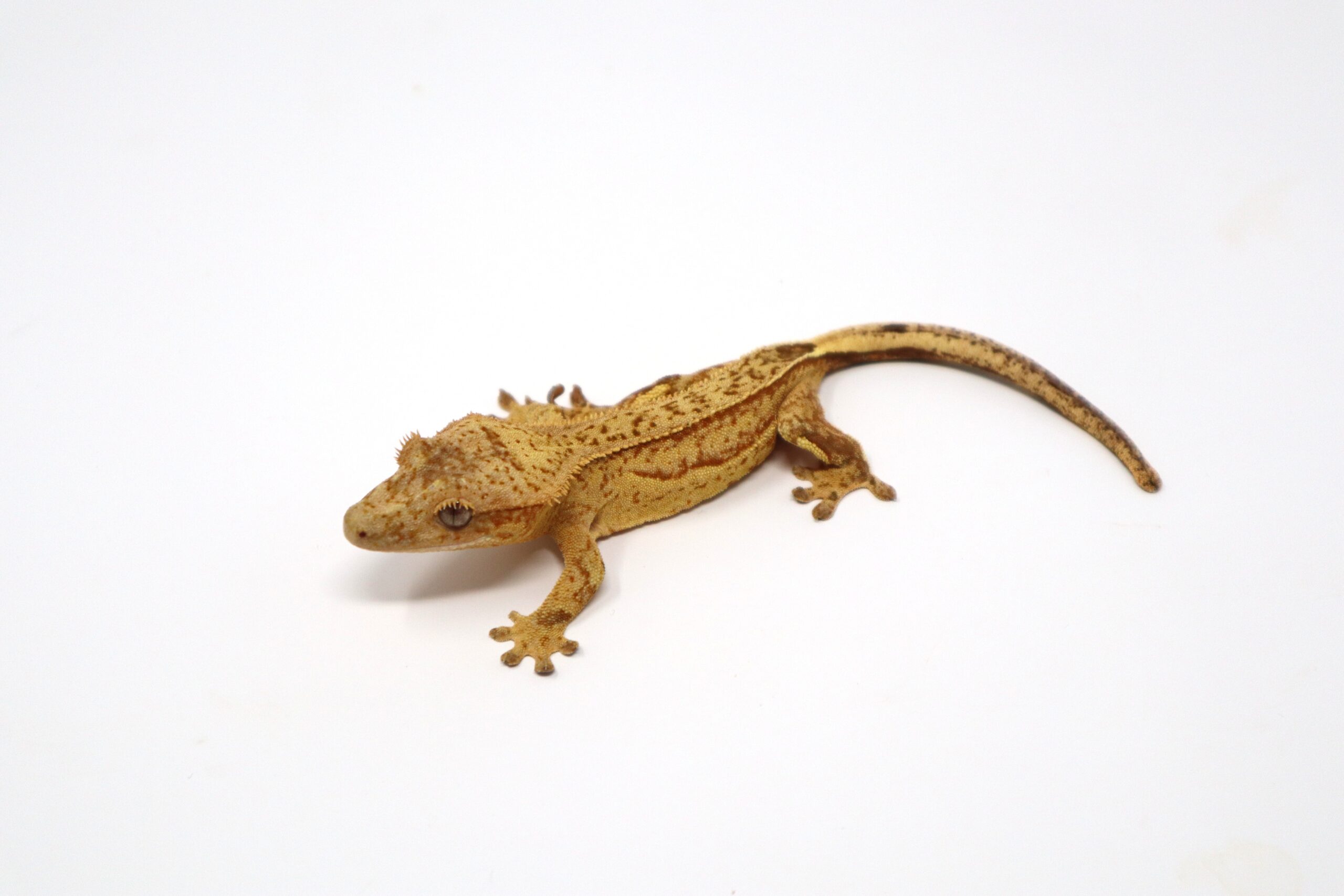 Strawberry Blonde Static Phantom (Female)