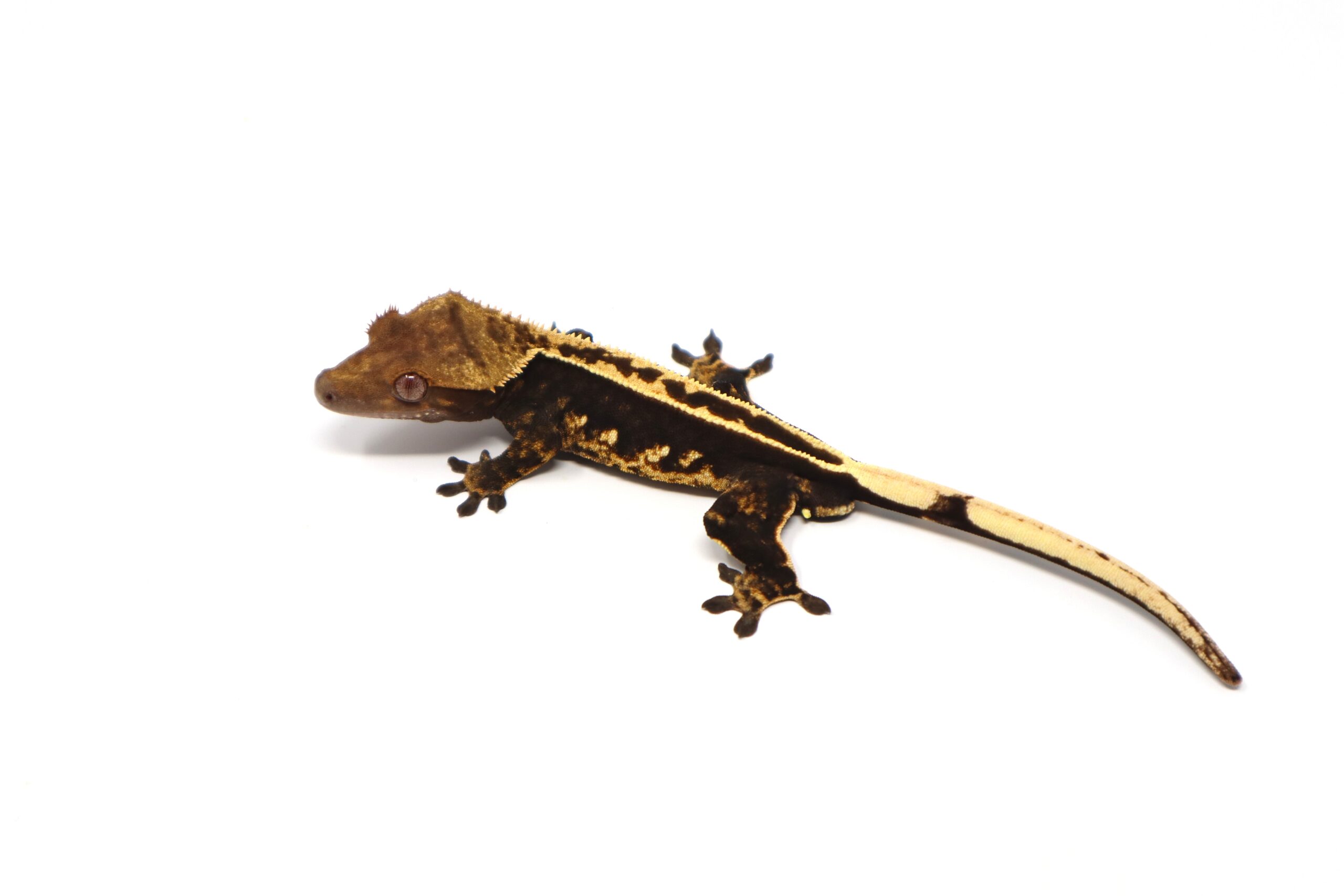 Black Empty Back Whiteout Soft Scale (Male)